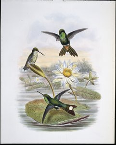 Punainen tuuletettu valkoinen kärki (käsinvärinen litho) tekijältä John (after) Gould