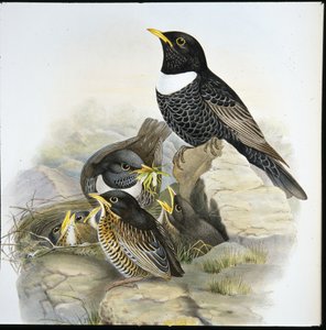 Sormus Ouzel (Mer Ulatorquata) (käsinvärinen litho) tekijältä John (after) Gould