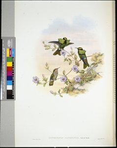 Roraima Coquette (lophornis pavoninus) (käsinvärinen lito) tekijältä John (after) Gould