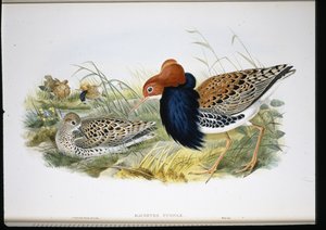 Ruff (käsinväriset raajat) tekijältä John (after) Gould