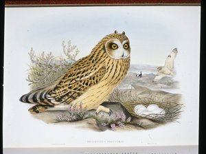 LYHYTKORVAPÖLLÄ (Brachyotus Palustris) (käsinvärinen lito) tekijältä John (after) Gould
