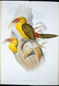 Sahraminvärinen kukkotukaani (Andigena Bailloni) (käsin värjätty litografia) tekijältä John (after) Gould