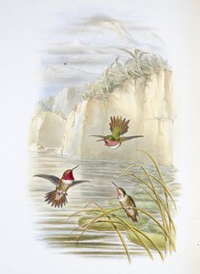 Salvinin liekin kantaja. (Selasphorus ardens). (käsinvärinen lito) tekijältä John (after) Gould