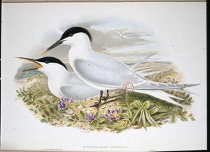 Voileipätiira (Actochel Cantiaca) (käsinvärinen litho) tekijältä John (after) Gould