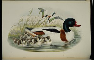 Ankka (Tadorna Vulpanser) (käsinvärinen lito) tekijältä John (after) Gould