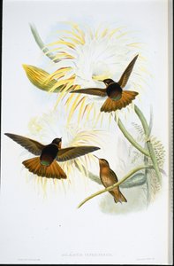 Shining Sunbeam (Agliaeactis Cupripennis) (käsin värjätty litografia) tekijältä John (after) Gould