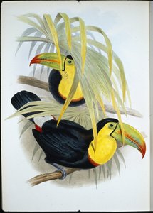 Lyhytnokkainen tukaani (Ramphastos Brevicarinatus) (käsinvärinen lito) tekijältä John (after) Gould