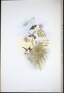 Lyhythäntäinen puutähti (Calothorax Micrurus) (käsinvärinen lito) tekijältä John (after) Gould