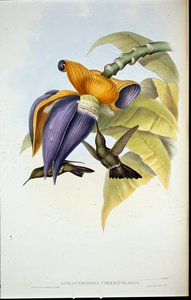 Synkkä kolibri (Aphantochroa cirrhochloris) (käsinvärinen lito) tekijältä John (after) Gould