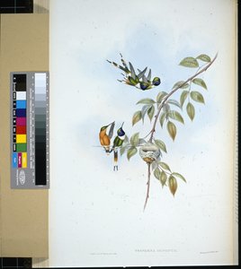 Sparkling häntä (tryphaena dupontii) (käsinvärinen lito) tekijältä John (after) Gould