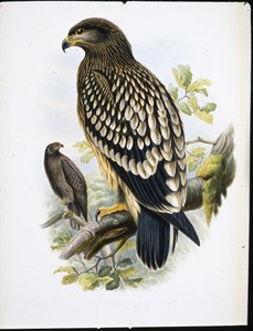 Merikotka (Aquila Naevia) (käsin värjätty litografia)