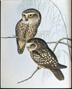 Pöllö (Athene Maculata) (käsinvärinen lito) tekijältä John (after) Gould