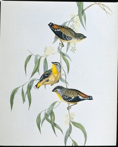 Täplikäs pardalote (Pardalotus Punctatus) (käsinvärinen lito) tekijältä John (after) Gould
