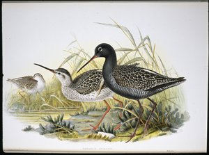 Täplikäs (Totanus Fuscus) (käsinvärinen lito) tekijältä John (after) Gould