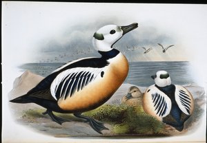 Stellerin ankka (Eniconetta Stelleri) (käsinvärinen lito)
