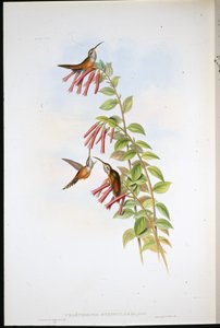 Raitakurkku erakko (Phaethornis Striigularis) (käsinvärinen lito) tekijältä John (after) Gould