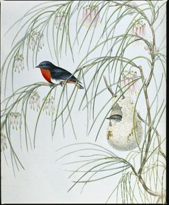 Swallow Dicaeum (käsinväriset hahmot) tekijältä John (after) Gould