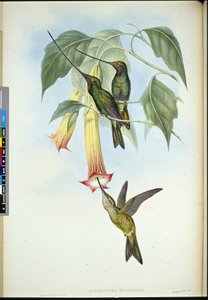 Miekanokka (Docimastes Ensiferus) (käsinvärinen lito) tekijältä John (after) Gould
