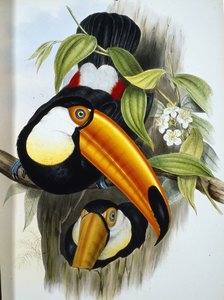 Toco Toucan (Ramphastos Toco) (käsinvärinen lito)