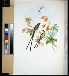 Junankuljettaja (lesbia eucharis) (käsinvärinen lito) tekijältä John (after) Gould