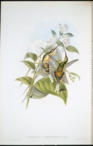 Junaa kantava erakko (Phaethornis Syrmatophorus) (käsin värjätty litografia) tekijältä John (after) Gould
