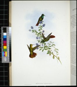 Tyyrian-häntä (metallura Tyrianthina) (käsinvärinen lito) tekijältä John (after) Gould