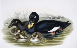 Velvet Scoter (oidemla fusca) (käsinvärinen litho) tekijältä John (after) Gould