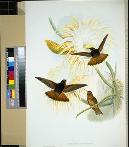 Venezuelan stenura (panychlora stenura) ja (panychlora Russata) (käsinvärinen lito) tekijältä John (after) Gould