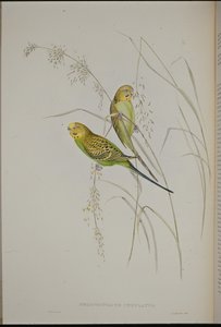 Warbling Grass Papukaija (Melopsittacus Undulatus) (käsinvärinen lito) tekijältä John (after) Gould