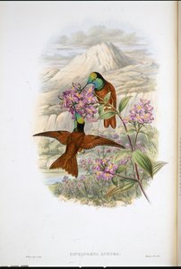 Warszewiczin sateenkaaren kolibri (Diphlogaena Aurora) (käsinvärinen lito) tekijältä John (after) Gould