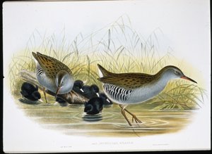 Vesikisko (Rallus Aquaticus) (käsinvärinen litho) tekijältä John (after) Gould