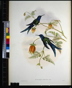Pääskysenpyrstö (eupetomena hirundo) (käsin värjätty litografia) tekijältä John (after) Gould