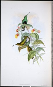 White-tailed Velvet-rinta (Lafresnaya Gayi) (käsinvärinen litho) tekijältä John (after) Gould