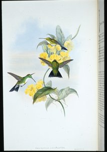 Valkokurkkusmaragdi (Thaumatias Leucogaster) (käsinvärinen lito) tekijältä John (after) Gould