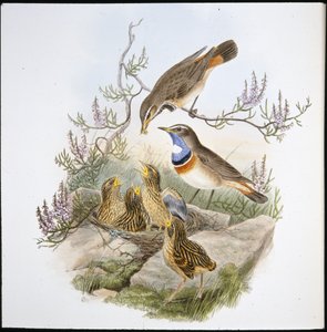 White Throated Bluebreast (Cyanecula Leucocyana) (käsinvärinen lito) tekijältä John (after) Gould