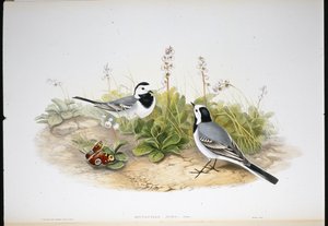 White Wagtail (Motacilla Alba) (käsinvärinen litho) tekijältä John (after) Gould