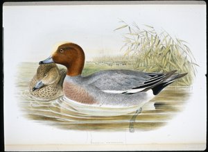 Widgeon (Mareca Penelope) (käsinvärinen litho) tekijältä John (after) Gould