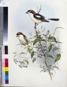 Woodchat Shrike (Enneoctonus Rufus) (käsinvärinen litho) tekijältä John (after) Gould