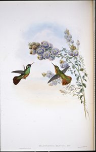 Xantuksen kolibri (Heliopaedica Xantusia) (käsinvärinen lito) tekijältä John (after) Gould
