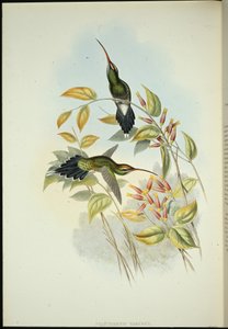 Yarquian Hermit (Phaerthornis Yarugui) (käsinvärinen lito) tekijältä John (after) Gould