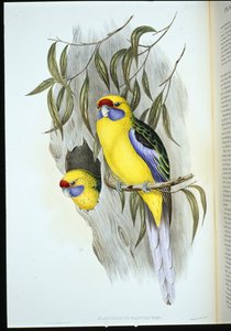 Keltainen papukaija (platycercus flaviventris) (käsinvärinen lito) tekijältä John (after) Gould