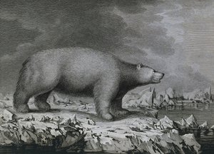 Jääkarhu, Peter Mazelin kaiverrus John Webberin (1750-1793) piirtämän James Cookin kolmannen matkan aikana