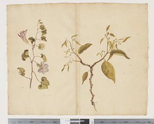 F.13 Ipomea Pes, vuohi; Celtis paniculata, n. 1790-1795 (akvarelli ja muste paperille)