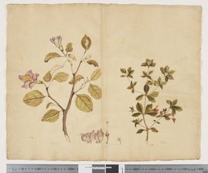 F.15 Lagunaria Patersonia; Alyxia gynopogon, n. 1790-1795 (akvarelli ja muste paperille)
