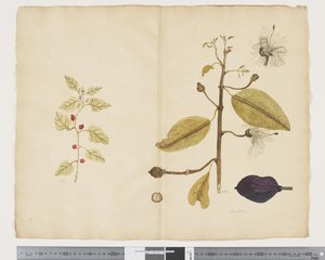 F.18 Tetragonia impplexicoma; Caparis nobilis 