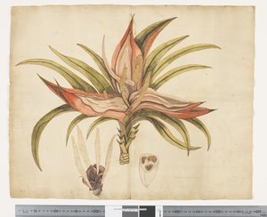 F.1 Freycinetia baueriana, n. 1790-1795 (akvarelli ja muste paperille)