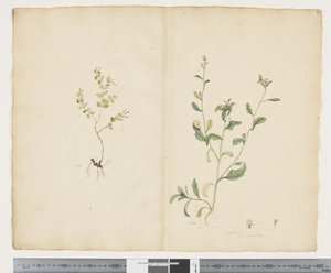 F.25 Euphorbia sparrmannii; Lobelia alata, n. 1790-1795 (akvarelli ja muste paperille)