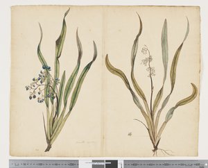 F.29 Dianella intermedia, n. 1790-1795 (akvarelli ja muste paperille)