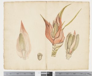F.33 Freycinetia baueriana, n. 1790-1795 (muste ja akvarelli paperille)
