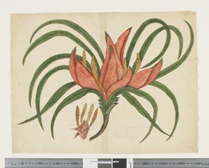 F.36 Freycinetia baueriana, n. 1790-1795 (akvarelli ja muste paperille)
